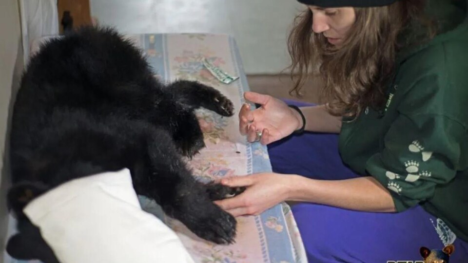 Une femme s'occupe d'un ourson blessé.