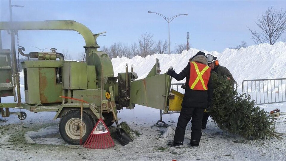 Des travailleurs installent un sapin dans un déchiqueteur.