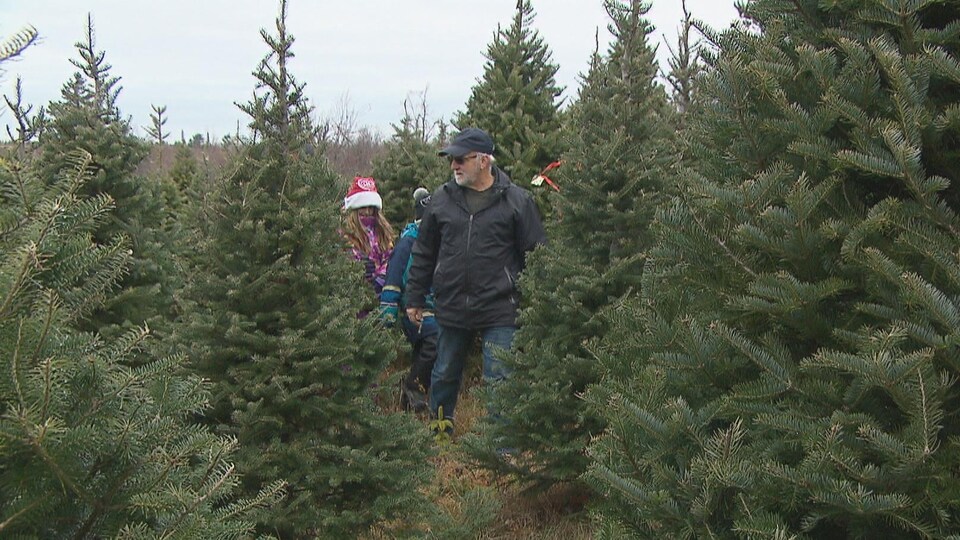 Un homme d'âge mur, coiffé d'une casquette, marche entre des sapins de Noël, suivi de visiteurs.