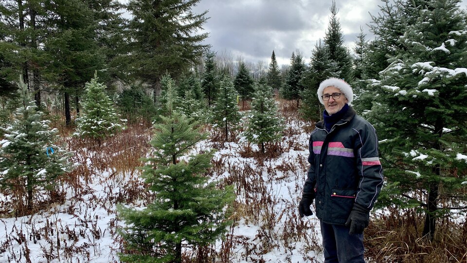 Claude Grenier dans une plantation de sapins.