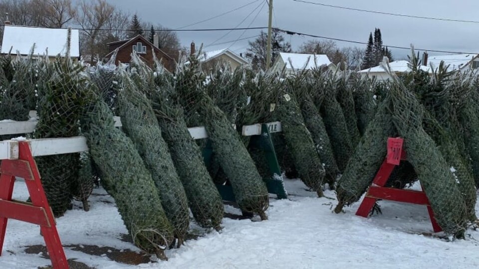 Des arbres de Noël emballés dans une cour. 