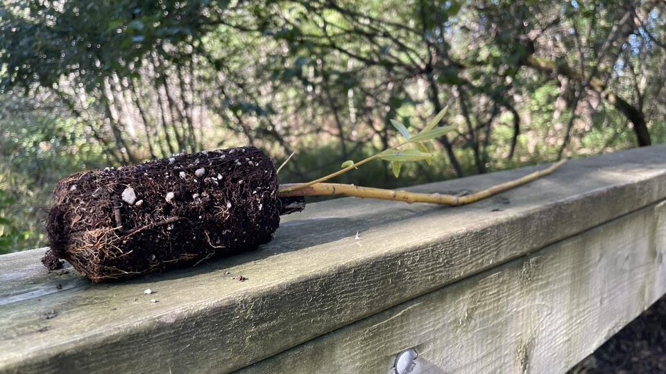 Un saule de l'intérieur sur un bout de bois.