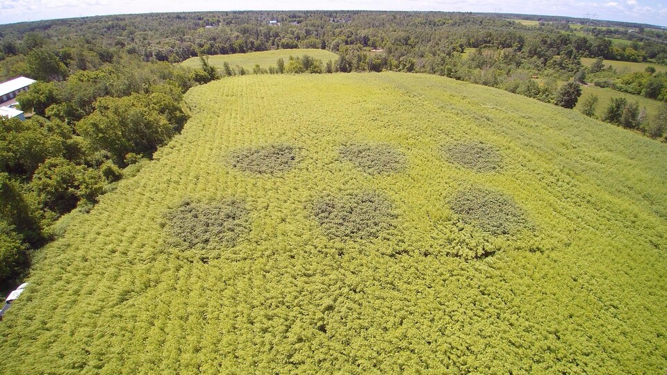 Prise de vue aérienne par drone d’un champ de saules à Saint-Roch-de-l’Achigan. Au centre de l’image, les zones irriguées par des eaux usées se démarquent du reste de la plantation par la coloration plus foncée du feuillage des saules.