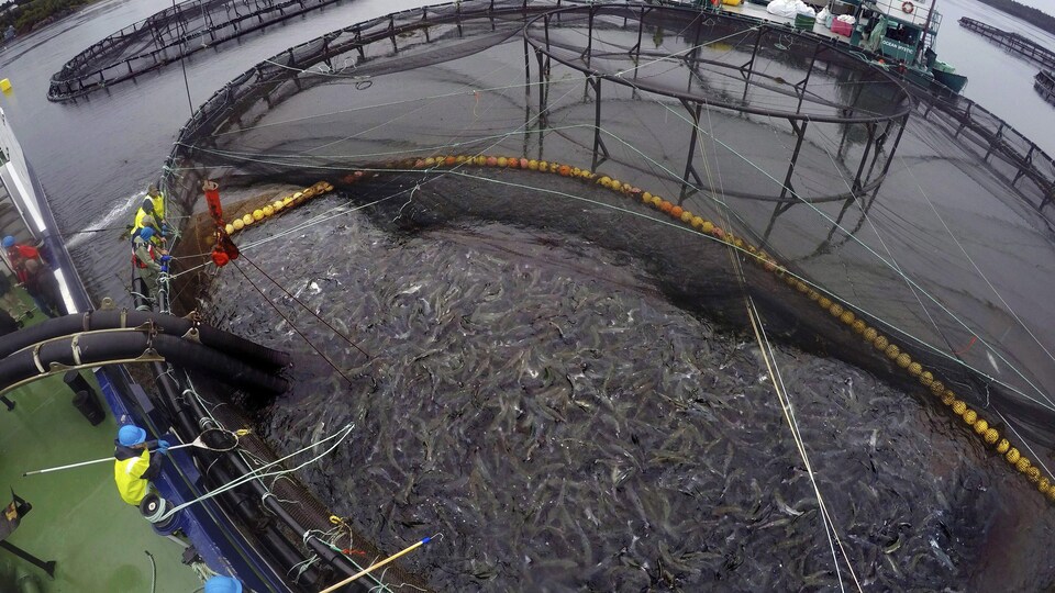 Des travailleurs munis de perches se penchent au-dessus d'un grand enclos qui contient des milliers de saumons d'élevage.