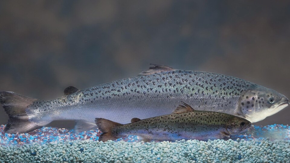 Cette photo fournie en 2010 par AquaBounty Technologies illustre deux saumons du même âge, l’.un génétiquement modifié à l’arrière et un autre non génétiquement modifié à l’avant.