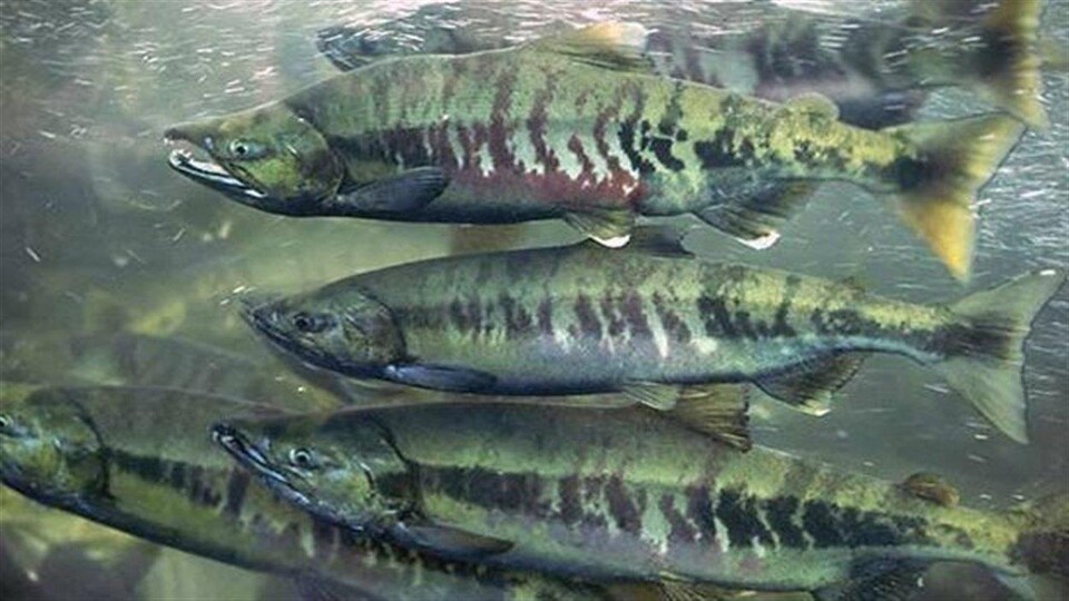 saumons kéta