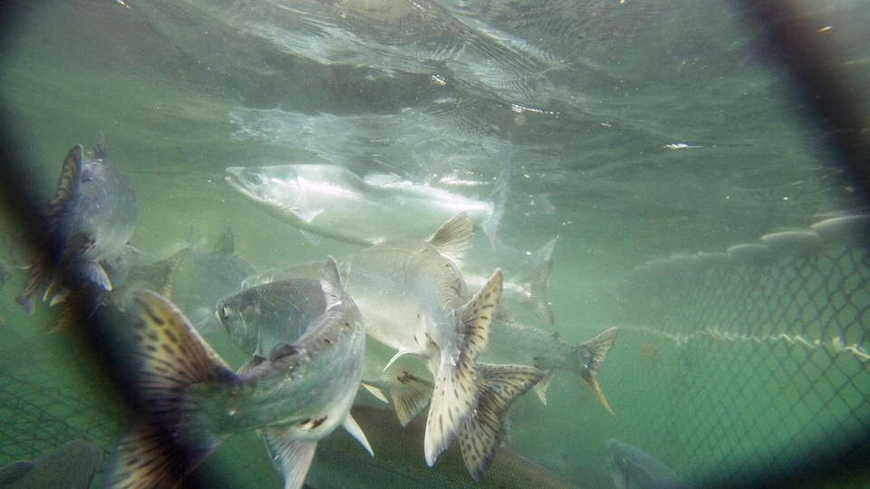 Des saumons roses du Pacifique sous l'eau dans les filets d'un bateau de pêche.