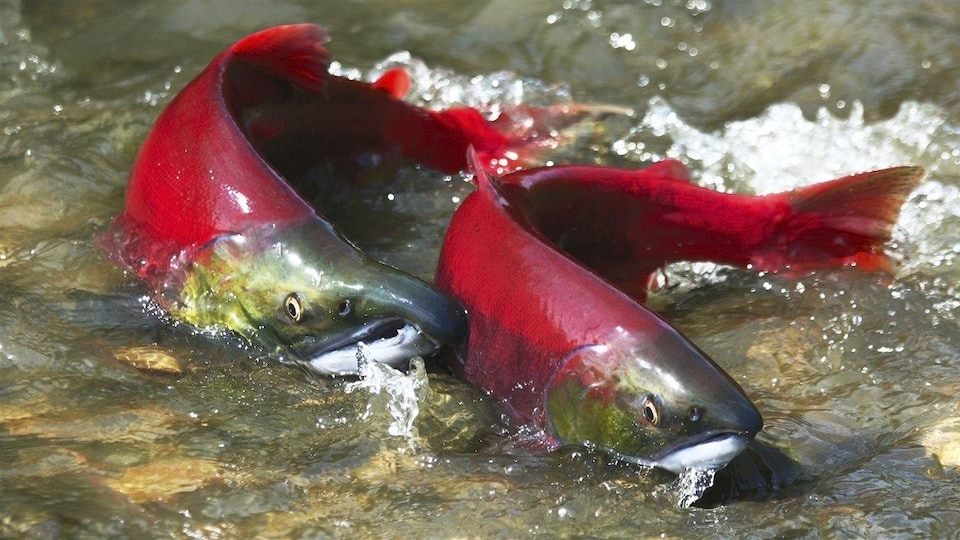 Photo de saumons rouges sockeye