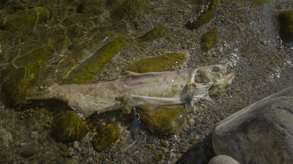 Une carcasse de saumon.