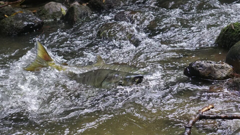 Deux saumons fraient dans le ruisseau Stoney Creek.