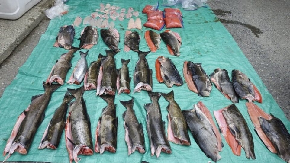 Des poissons décapités et des filets de poisson sur une bâche.