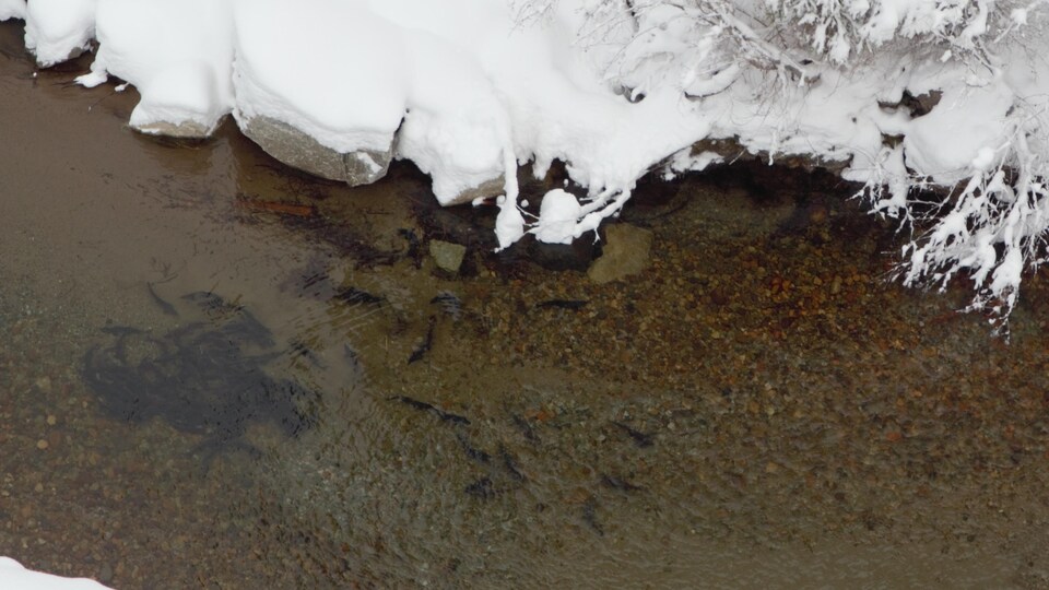 Des saumons nagent dans une rivière dont les abords sont enneigés.