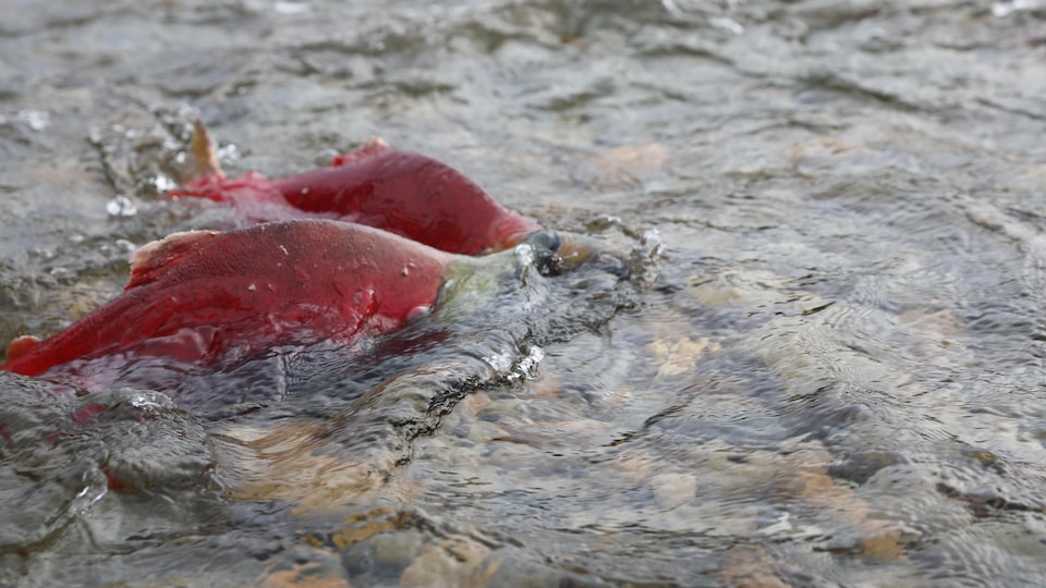 Des saumons sockeye dans la rivière Adams, près du lac Shuswap, dans le sud de l'intérieur de la Colombie-Britannique.