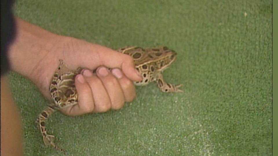 Gros plan d'une main serrant une grenouille. 