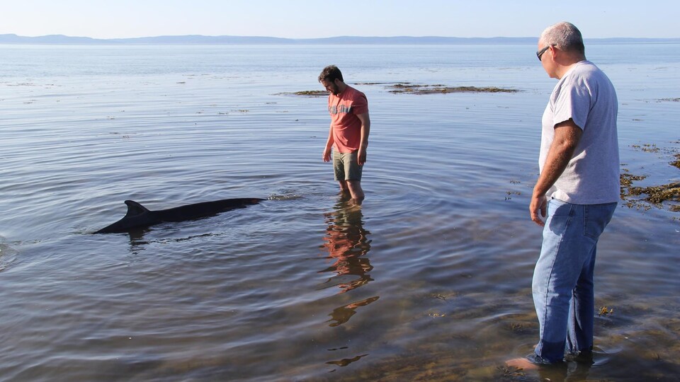 Sauvetage D’une Baleine à Bec à L’île Verte | Radio-Canada.ca