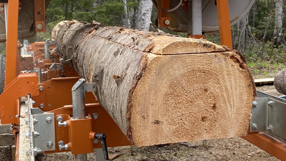 Un gros plan sur la partie supérieure d'un tronc d'arbre qui est partiellement coupé par la scierie mobile.
