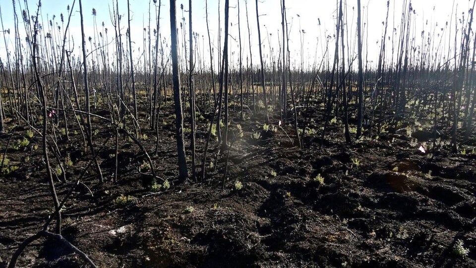 Quelques plantes repoussent dans une forêt brûlée près de Kakisa, dans les T.N.O..