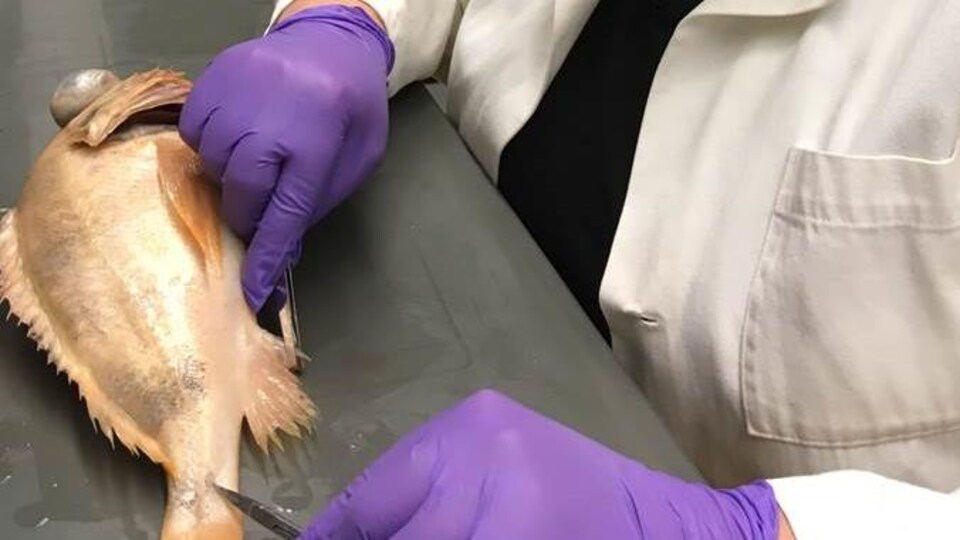 Un poisson  sur un comptoir et des mains gantées de caoutchouc mauve qui s'apprêtent à le découper.