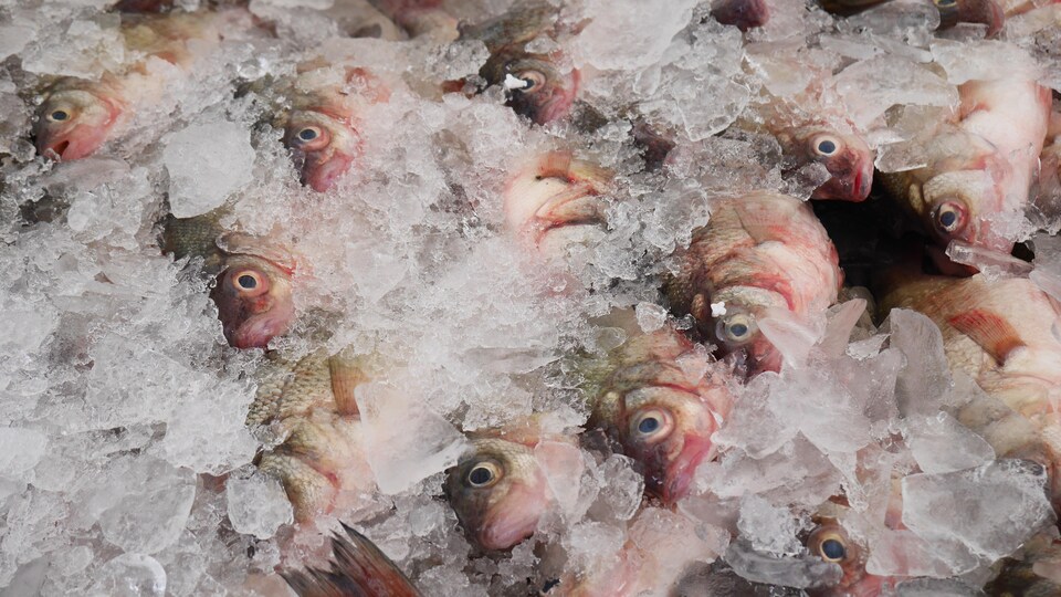 Sébastes dans la glace