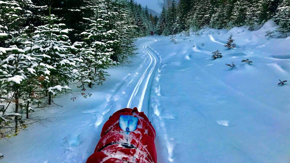 Un traîneau sur une piste de ski de fond dans la forêt.