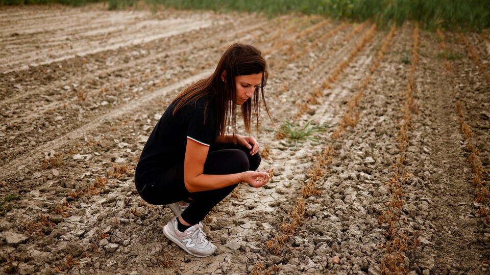 Une agricultrice constate la sécheresse des sols. 