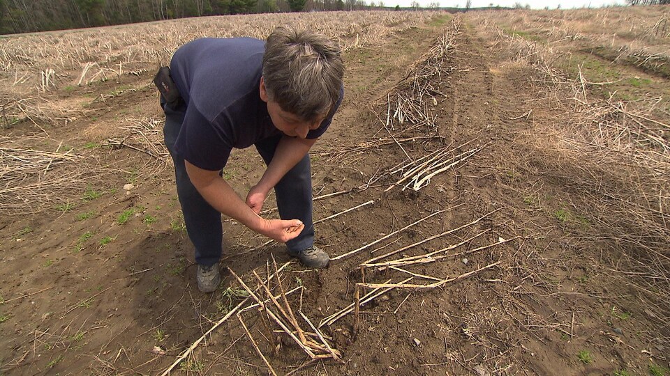 Un agriculteur montre un champ dévasté par la sécheresse.