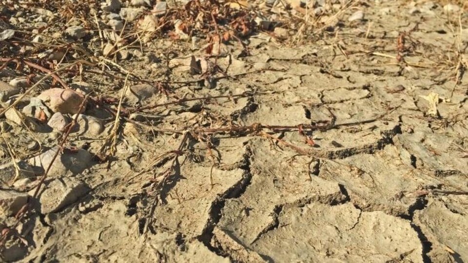 Sol terreux craqué par la sécheresse.