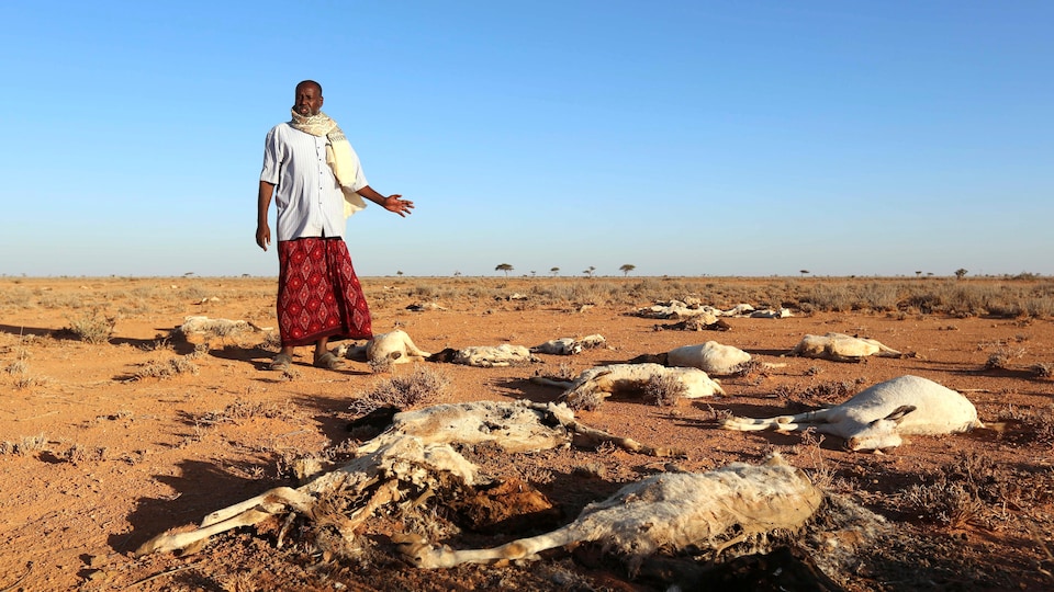 Un homme regarde les carcasses de ses chèvres, près de la ville de Dahar, dans le nord-est de la Somalie, en décembre 2016.