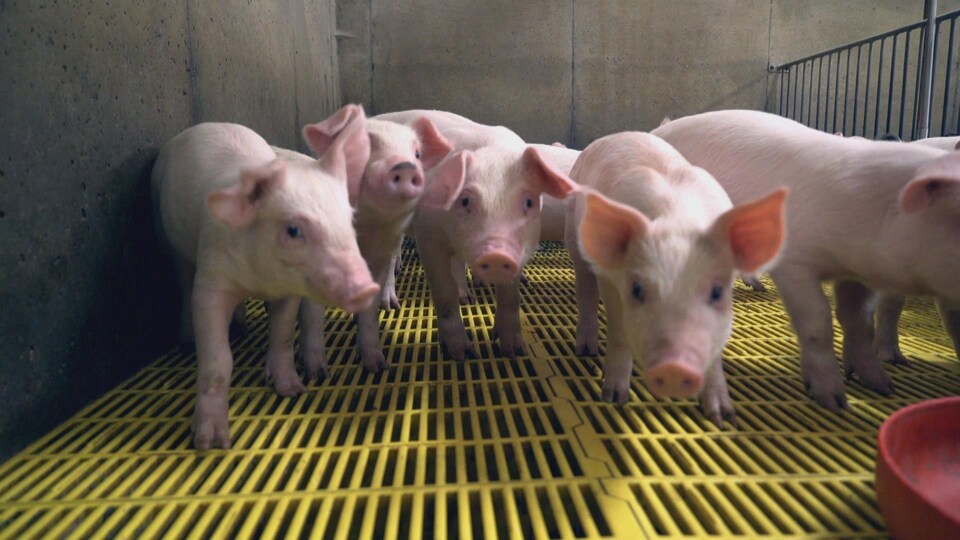 porc en porcherie