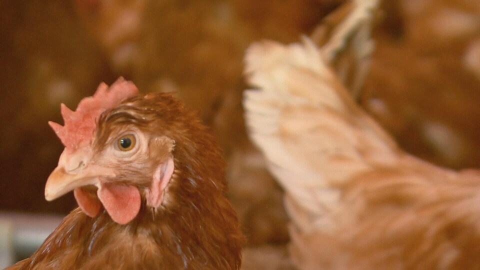 Poule en liberté dans un poulailler.