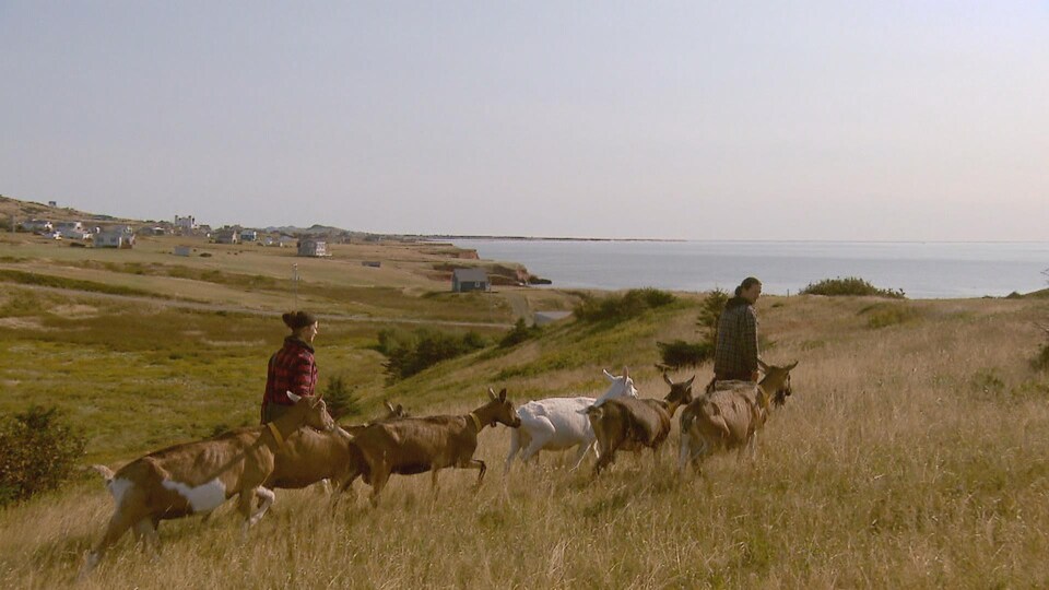 Des éleveurs de chèvres mènent leur troupeau dans un champ en haut d'une falaise des îles de la Madeleine.