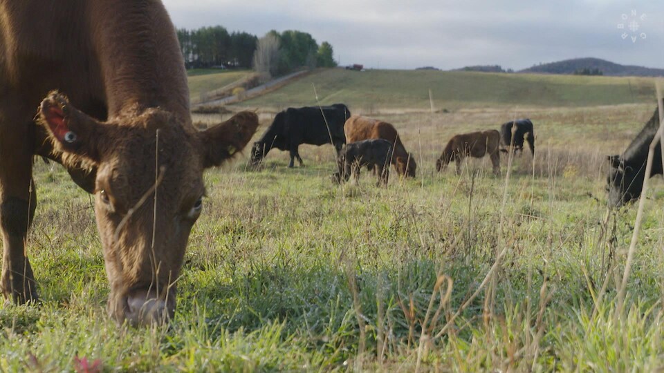 Un troupeau de bœufs dans un pâturage.