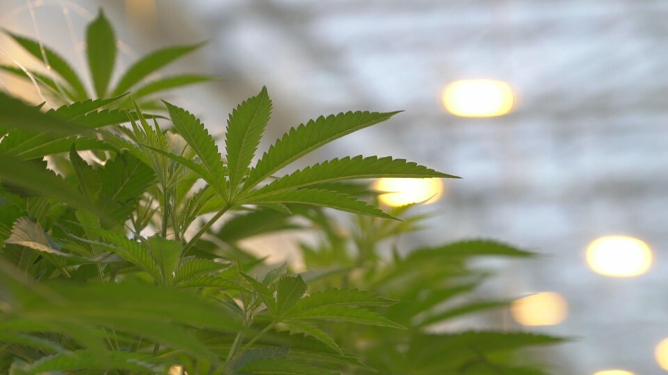 Des feuilles d'un plan de cannabis dans une serre.