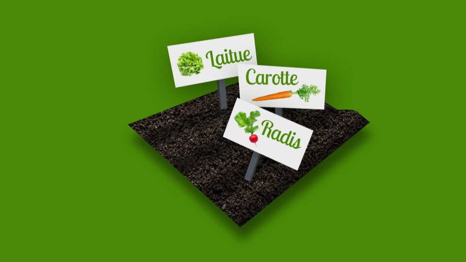 Image infographique d'un carré de potager avec des affiches de légumes.