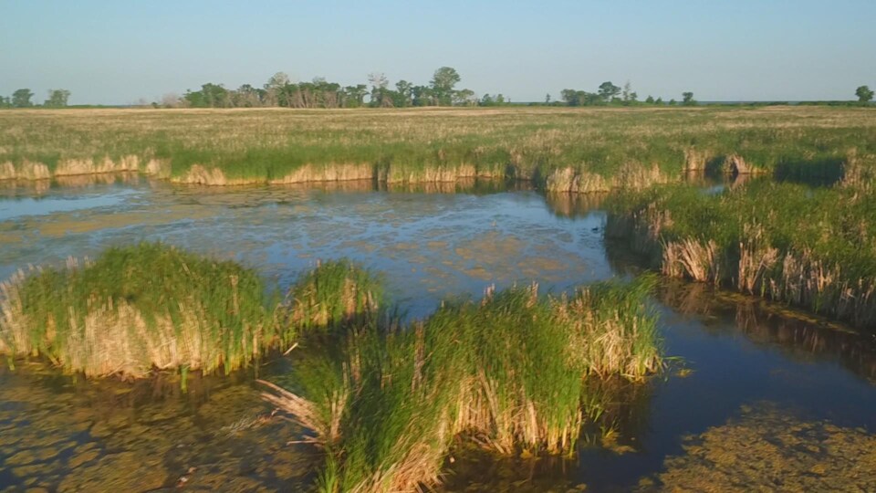 Herbes hautes sur le bord du marais Delta, au sud du lac Manitoba.