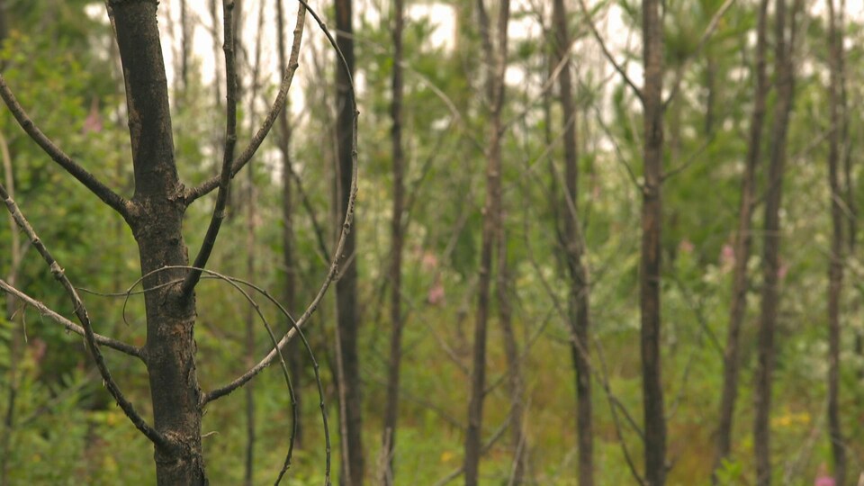 Des arbres feuillus dénudés de leurs feuilles avec des conifères verts en arrière-plan.