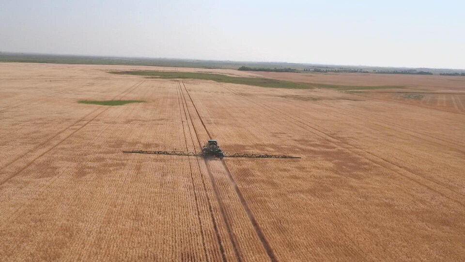 Image aérienne de pulvérisation d'un très grand champ de blé.