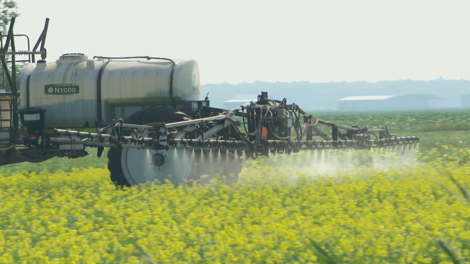 Pulvérisation d'herbicide dans un champ de plantes de couverture, au Québec.