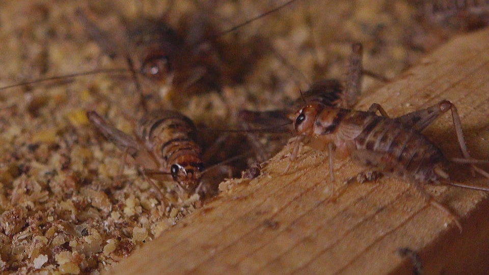 3 grillons sur un plancher de leur abri d'une ferme d'élevage de grillons.