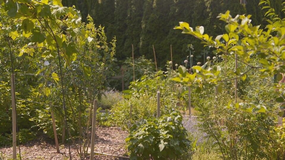 Des arbustes côtoient des fines herbes et de plus grands arbres dans un jardin communautaire.