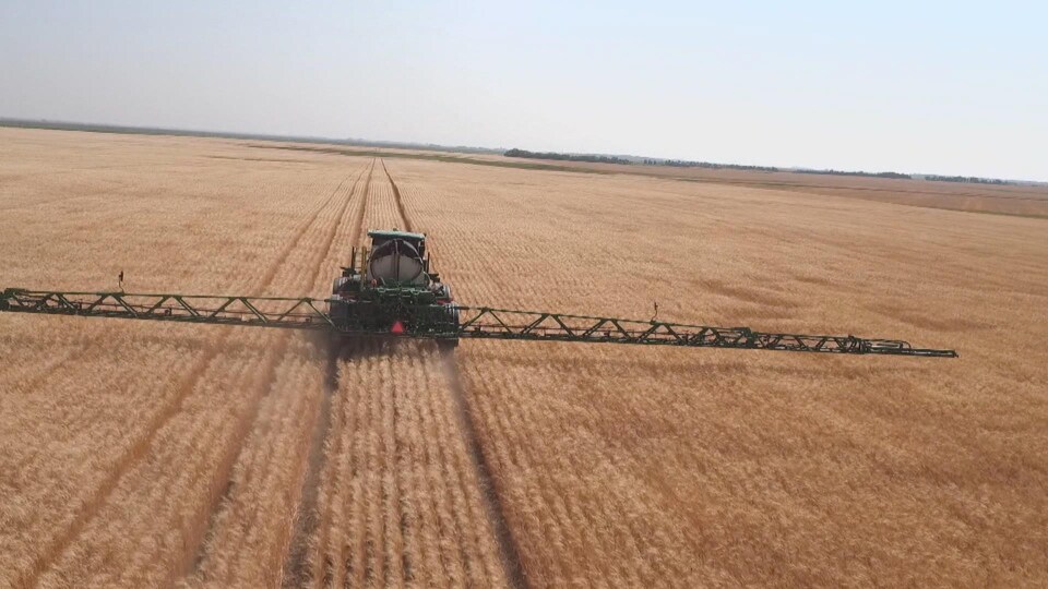 Pulvérisation d'herbicide sur un champ de blé dans les Prairies