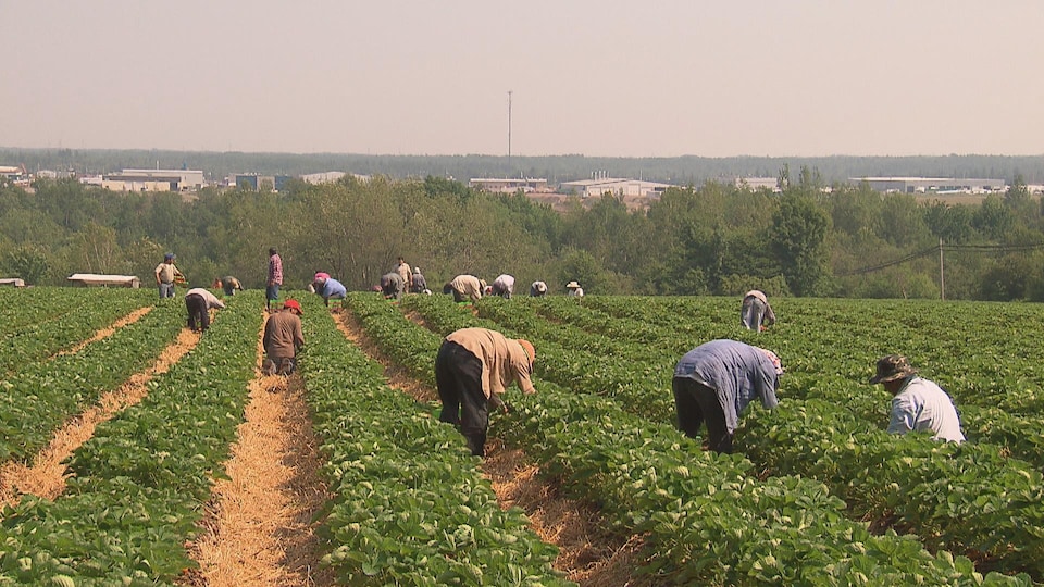 Plusieurs travailleurs étrangers dans un champ de fraises.