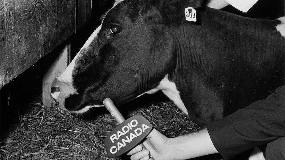 Dans un abattoir, le bras du journaliste Jean-Guy Roy tend le micro de Radio-Canada vers une vache.