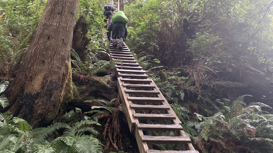 Deux personnes montent à une échelle en bois au milieu de la forêt.