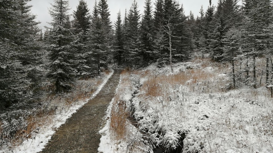 De la neige s'est accumulée sur des graminées en bordure d'un sentier de gravier, au coeur d'une forêt.