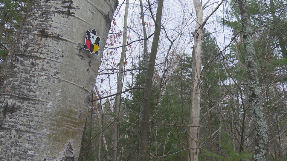 Une balise du sentier Nepisiguit est accrochée à un arbre en forêt.