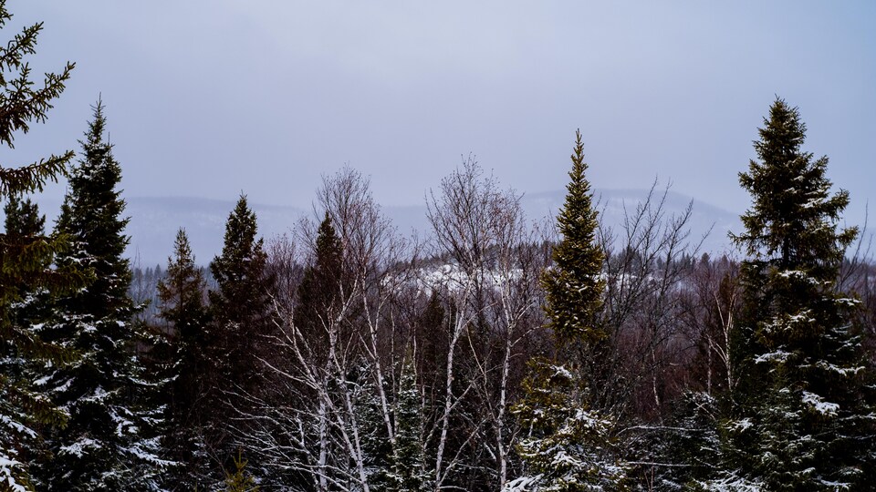 Des arbres de la forêt boréale enneigés dans un sentier pédestre.
