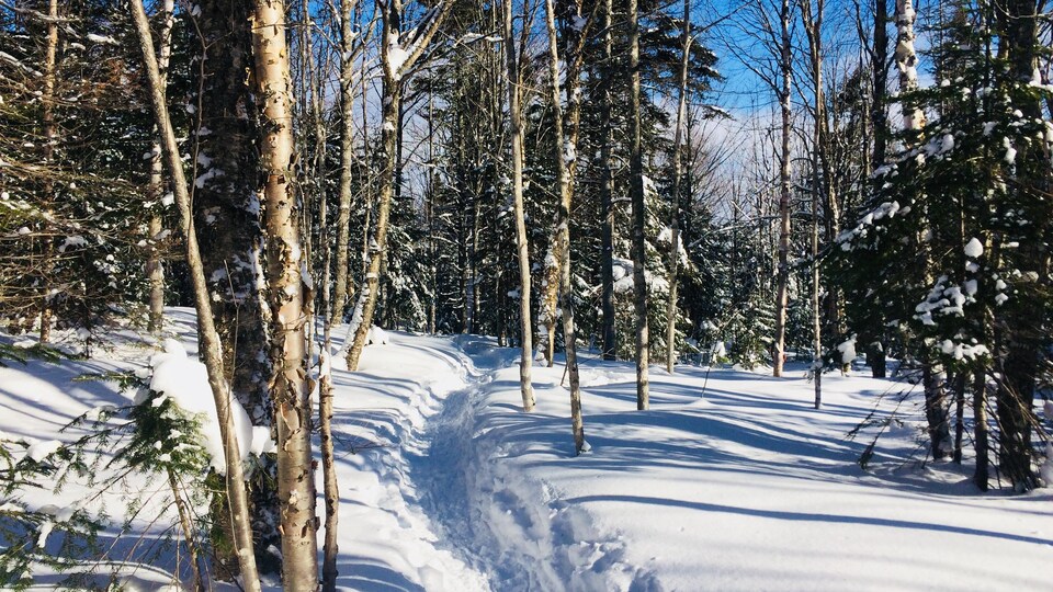 Un sentier dans une forêt enneigée.