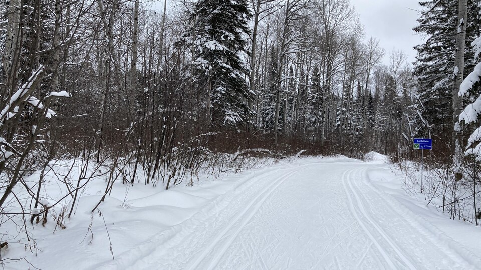 Un sentier de ski de fond dans la forêt.