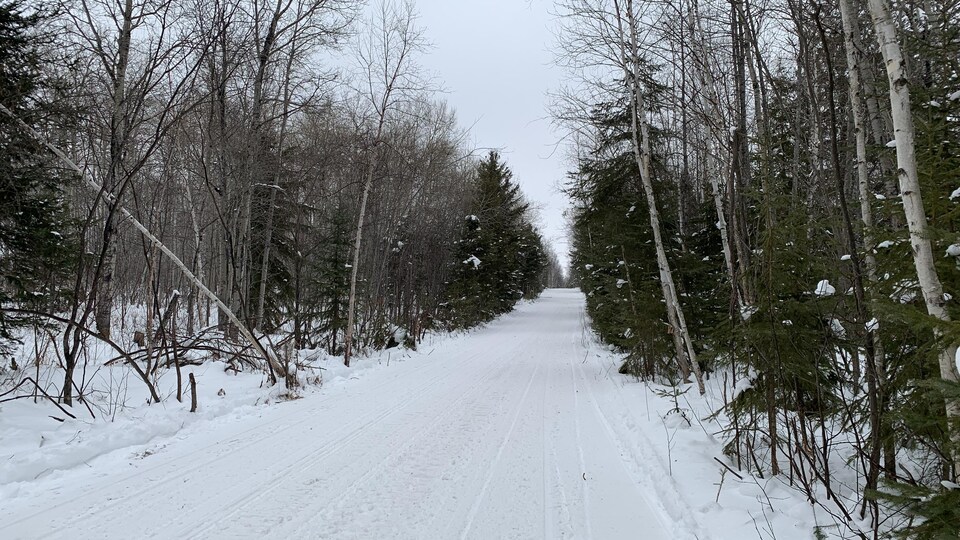 Le sentier coupe la forêt en deux.